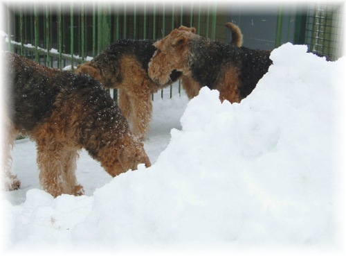 Sonni, Xarina und Wintje im Schnee