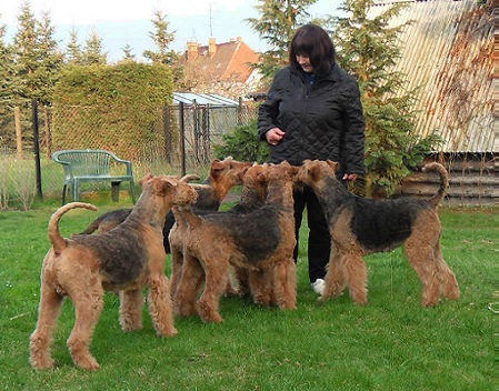 Fnf Airedale Terrier