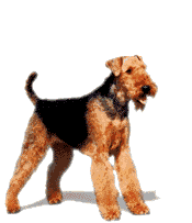 Der Airedale Terrier bersst Dich