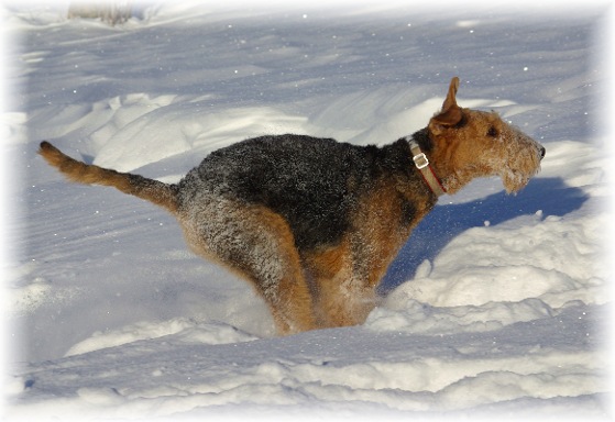 Cliff, der Schneehund