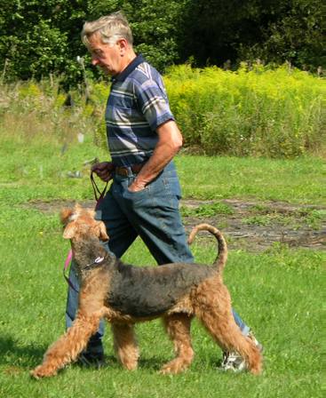 Leinenfhrigkeit, der Hund soll Herrchen anschauen