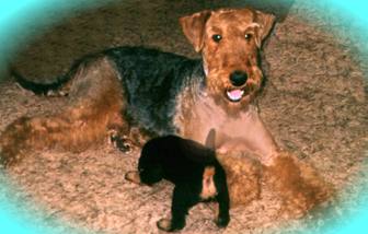 Sonni, die junge Hunde-Mutti