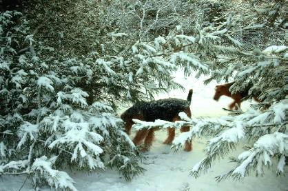 Undine im Schnee