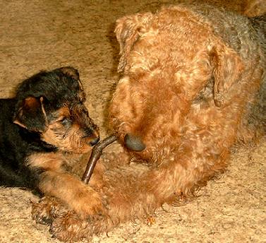 Sonni spielt mit Valerie