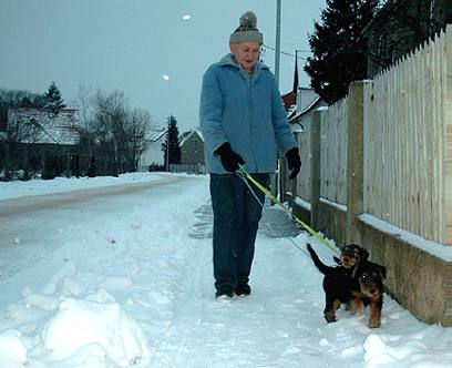 9 Wochen alte Welpen beim Spaziergang.