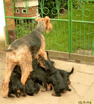 Dana und ihre Babies.