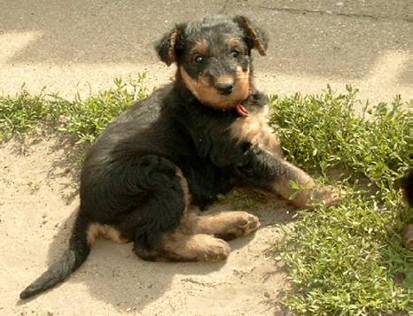 ein kleines Airedale-Mdchen