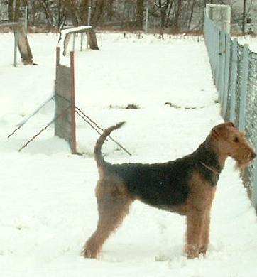 Wintje auf dem Hundeplatz. 20. 2. 05