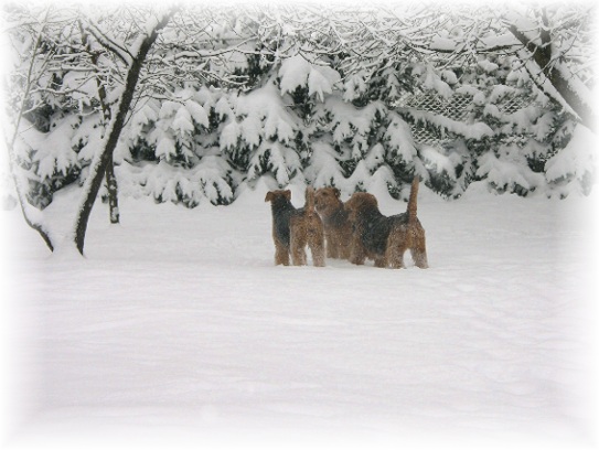 Winter in unserem Garten