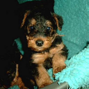 Ein Airedale-Mdchen, 5,5 Wochen alt