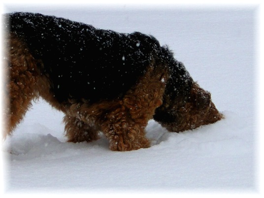 Wer steckt denn da den Kopf in den Schnee?